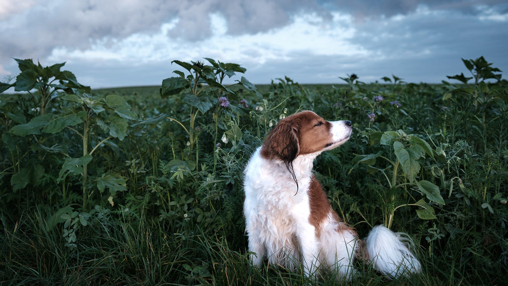 Kooikerhondje Chess Dogscape Im Feld purespective Kathrin Meister