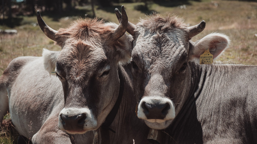 Zwei Kühe, Der Berg ruft: Sommerfrische in Südtirol, purespective Journal, Kathrin Meister