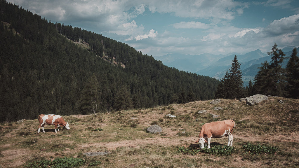 Alm mit Kühen, Der Berg ruft: Sommerfrische in Südtirol, purespective Journal, Kathrin Meister