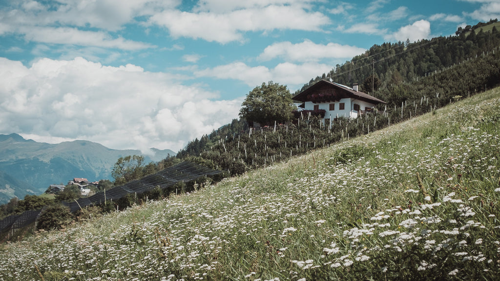 Almwiese bei Schenna, Der Berg ruft: Sommerfrische in Südtirol, purespective Journal, Kathrin Meister