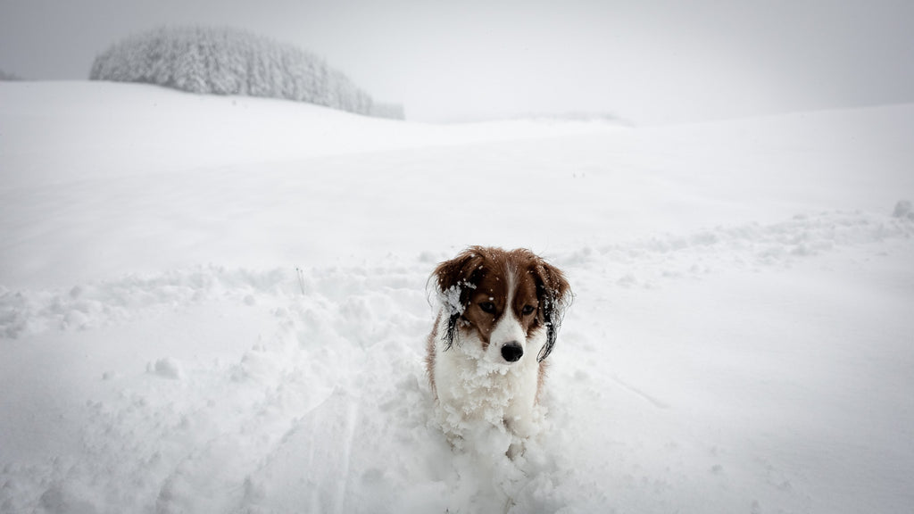 Winterkarten Ramersbach Hund