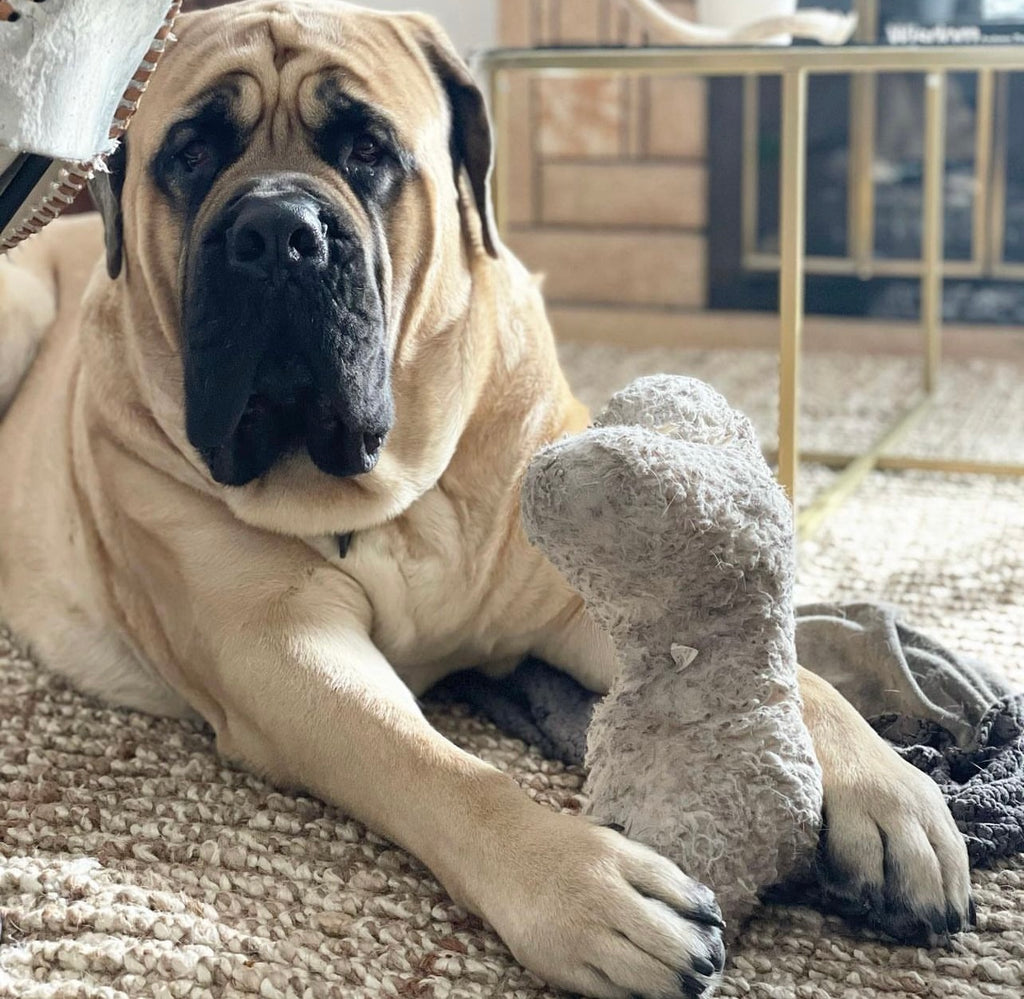 Wrinkly English Mastiff Weighing 225 Pounds