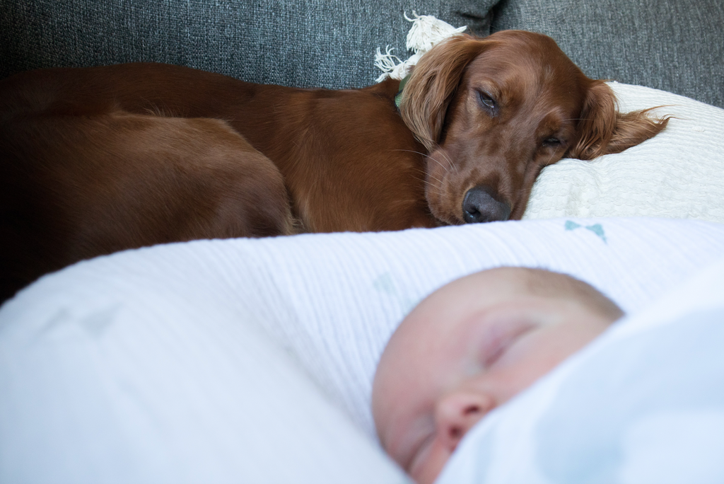 Dog with Baby