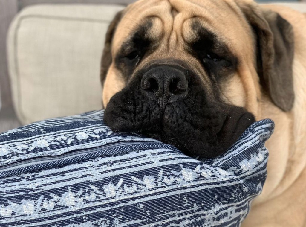 Kevin the English Mastiff - Sleepy Big Dog