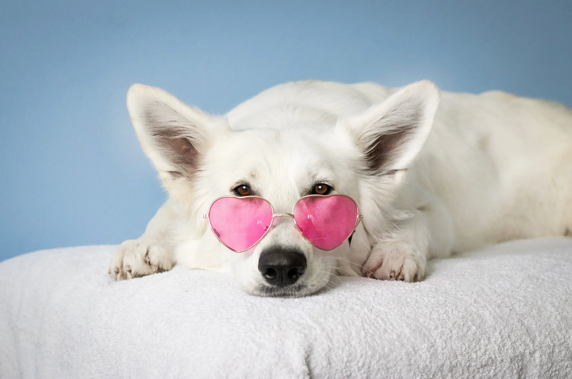 Cute White Dog Wearing Hot Pink Heart Shaped Glasses