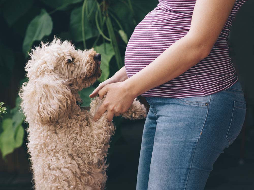 Dog holding hands with pregnant woman