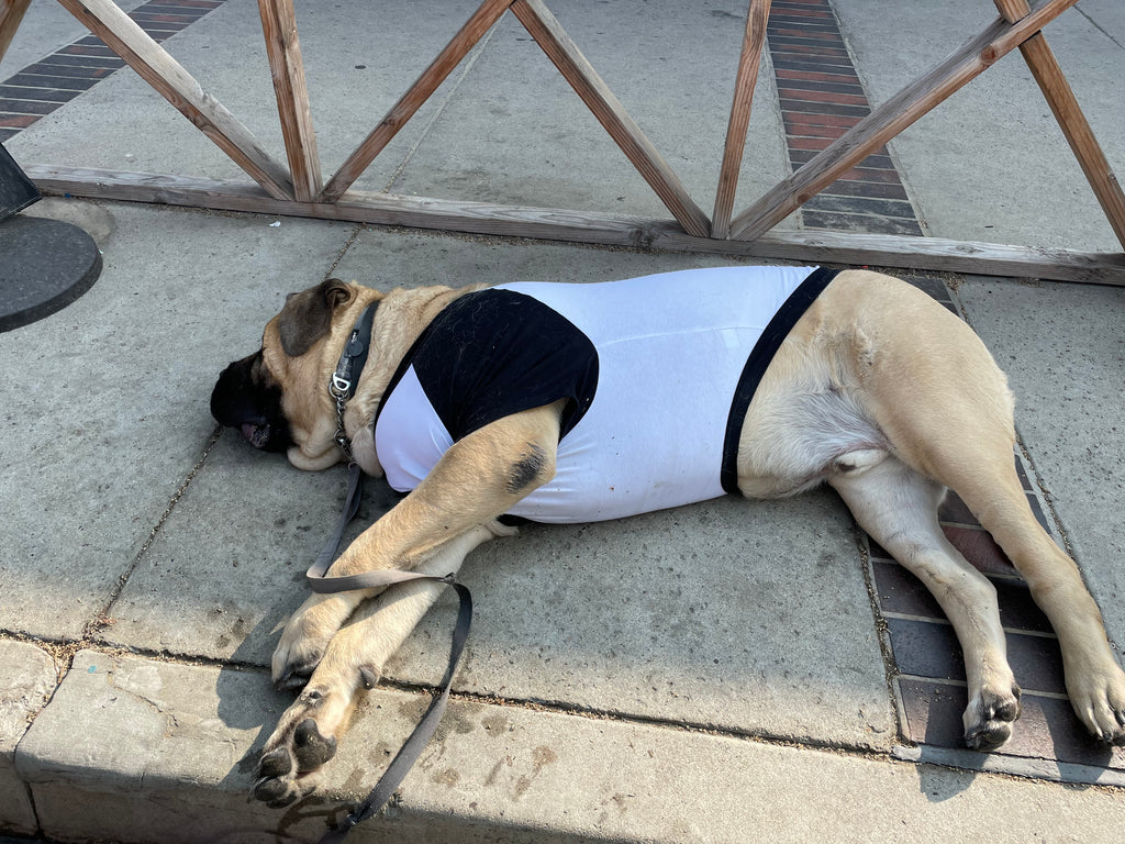 English Mastiff Lays Down In His Barkley & Wagz Black and White Dog Raglan