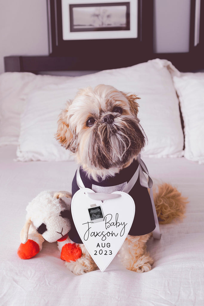 Pregnancy Baby Announcement Sign Worn by Shih Tzu