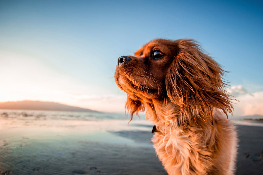 Dog Gazing at a Beach