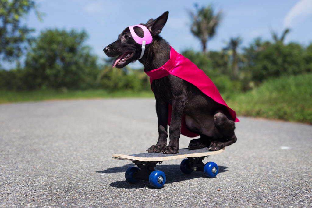 Dog sitting on skateboard