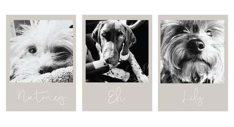 Black and white photos of Eli, Nutmeg, and Lily. Eli is a German Shorthaired Pointer. Nutmeg and Lily are Yorkshire Terriers.
