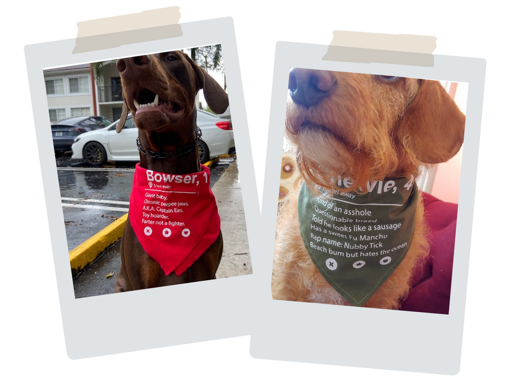 Funny Tinder Profile Dating Profile Dog Bandana | NEW! 19 Colors! 3 Sizes | Colorful Bandana for Dogs Doggies | Custom Personalized Gifts