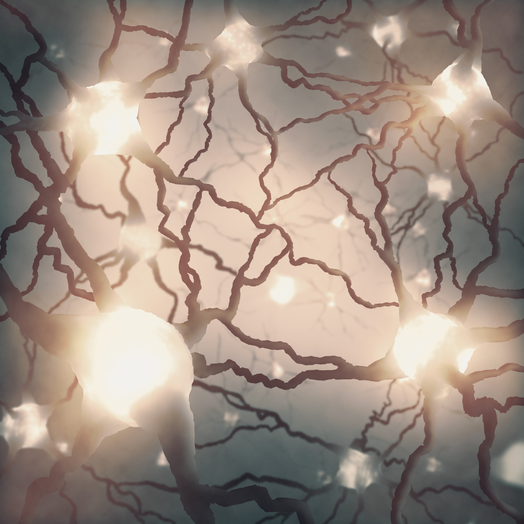 Dendrites are part of nerve cells in the brain. Neurons form connections called synapses. memory is the activation of a series of neurons and synapses. Bacopa may help in regulating neurotransmitters.