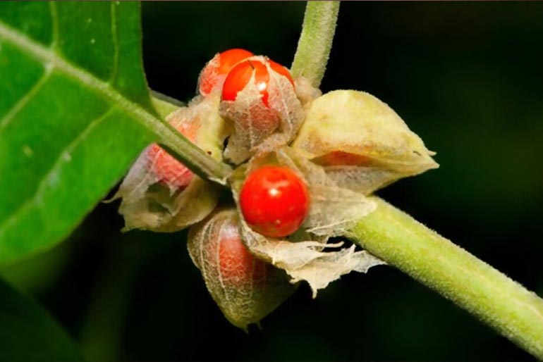 Ashwagandha Fruit