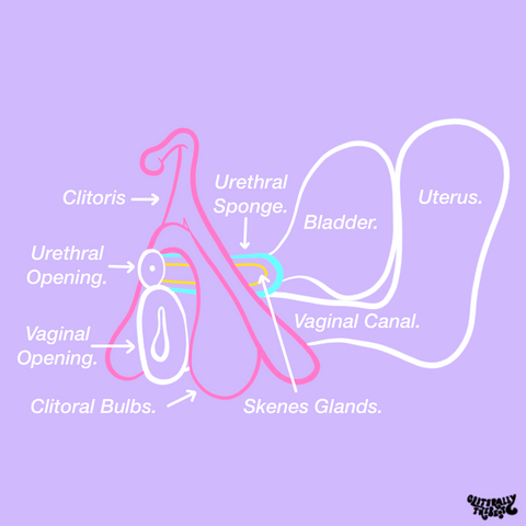 g spot penetration orgasm diagram