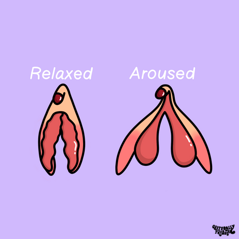 clitoris erect and flaccid diagram