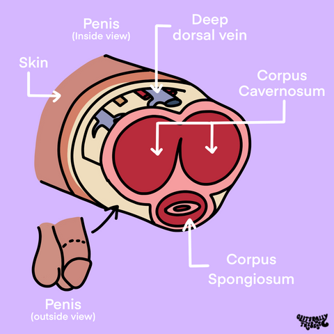 cross section diagram penis anatomical