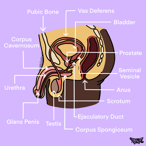 cross section male AMAB sexual anatomy