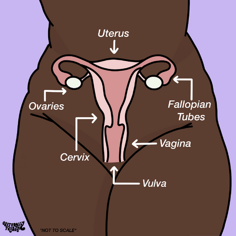 cervix diagram