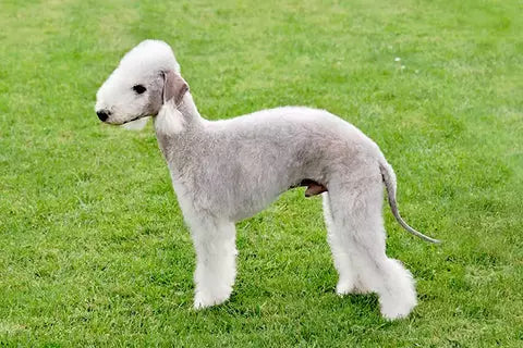 Terrier de Bedlington