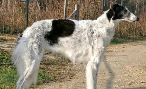 El Borzoi