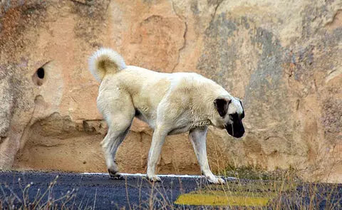El perro pastor de Anatolia