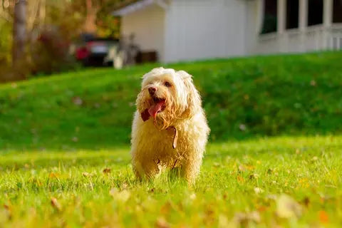 Bichón Frisé