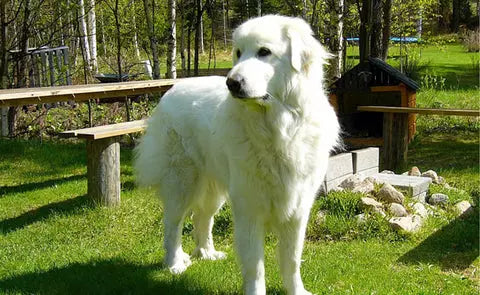 El Perro de Montaña de los Pirineos