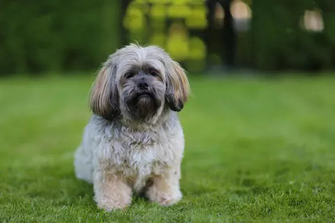 Lhasa Apso