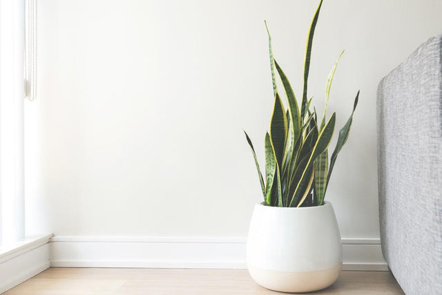 Product Image of White Ceramic Pot #1