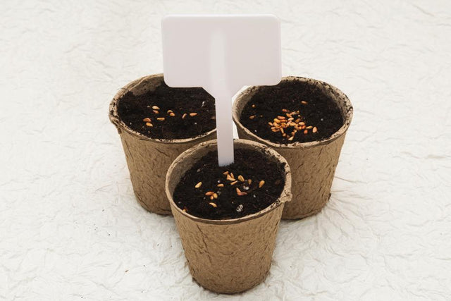 Product Image of Biodegradable cardboard pots #1