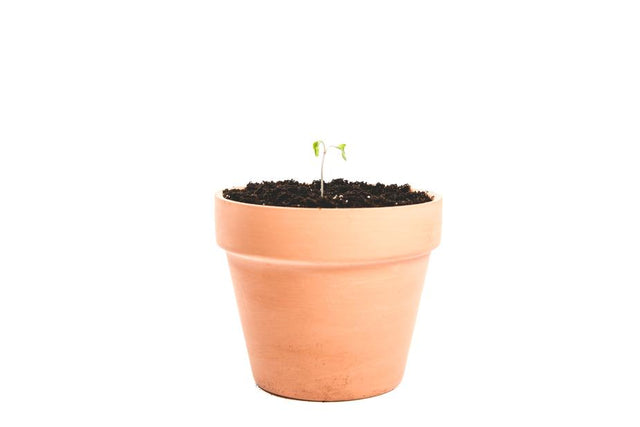 Product Image of Clay Plant Pot #1