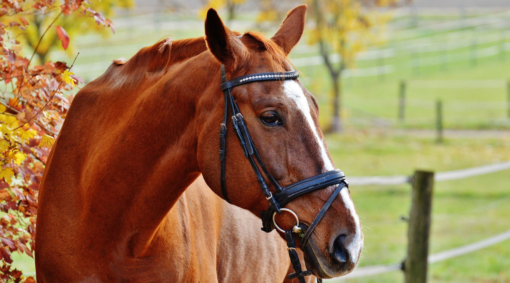 Close-up of a chestnut horse with a bridle, standing near autumn foliage