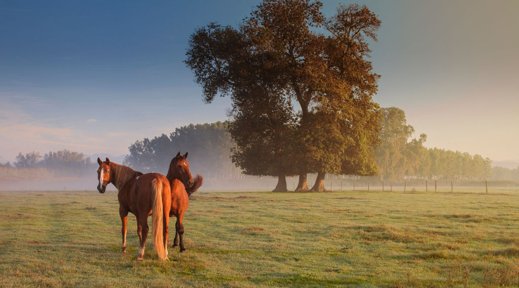 Two horses standing in a misty field at sunrise with trees in the background