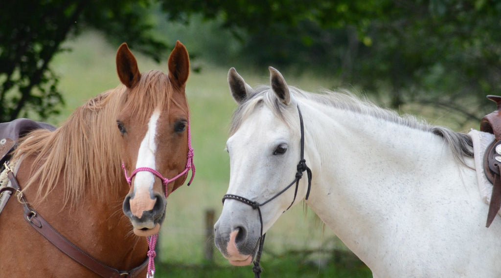 Close-up of a chestnut horse and a white horse with bridles, side by side