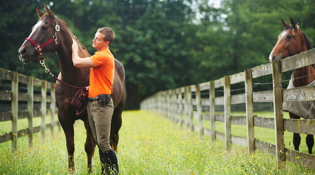 Man in orange shirt adjusting the halter of a dark brown horse in a lush pasture