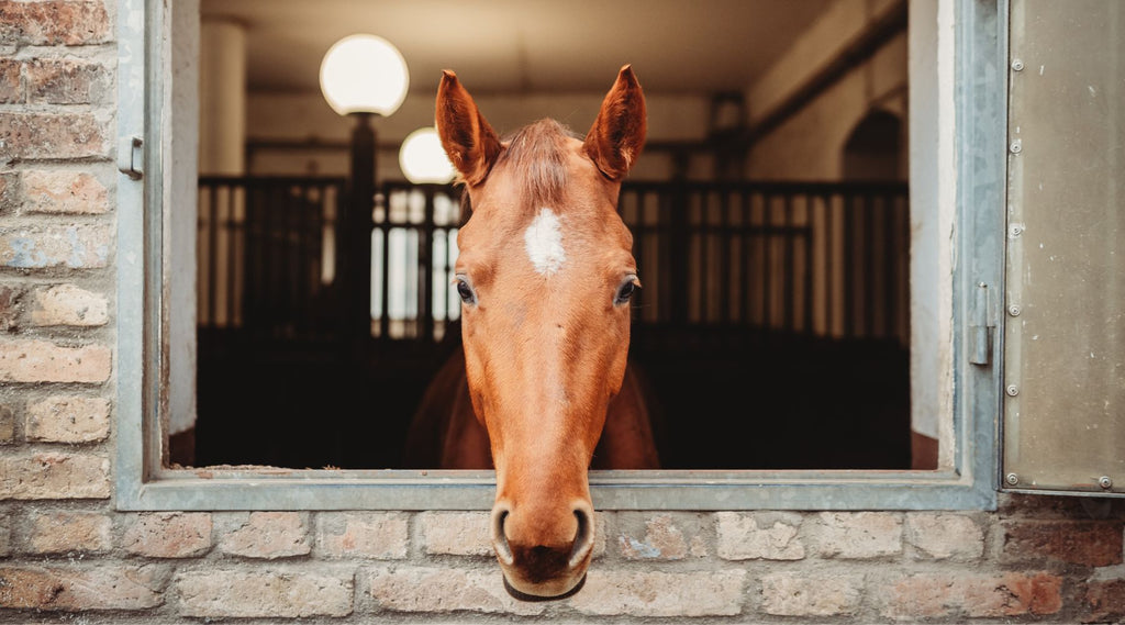 Horse peeking out from a stable window with brick walls and soft lighting