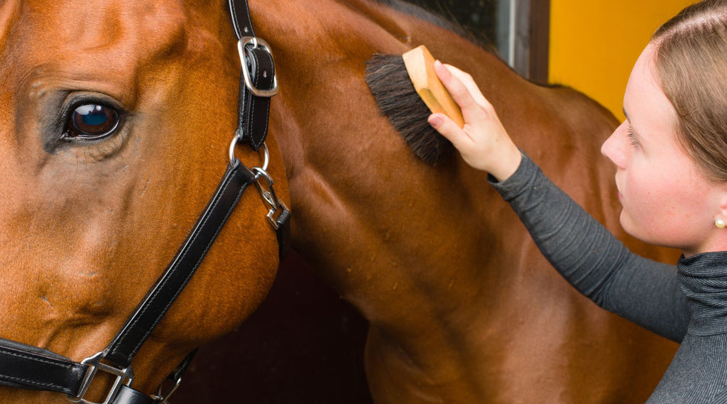 Close-up of a woman grooming a chestnut horse with a brush in a stable