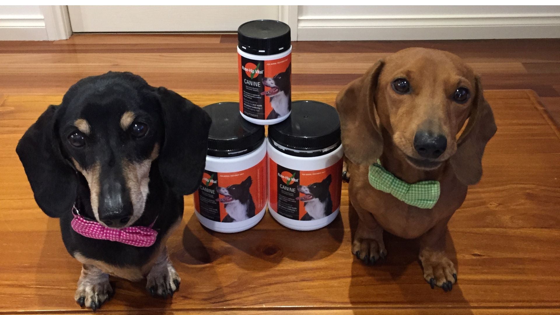 Two Dachshunds Thriving without IVDD and posing beside tubs of Rose-Hip Vital Canine