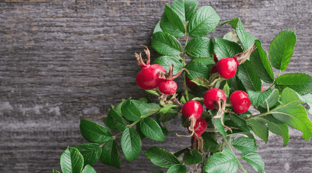 wild growing rosehips resting on a wooden bench, used to make rosehip powder for dogs