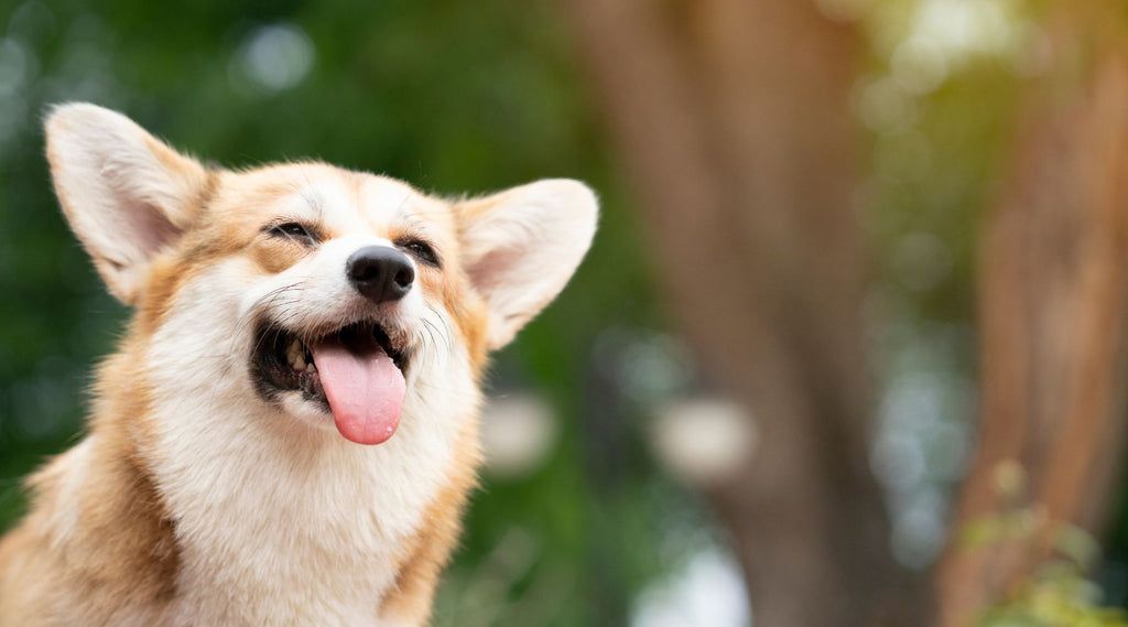 Happy dog smiling up close to camera, thanks to rosehip powder for dogs amazing health benefits