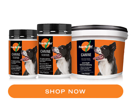 Rose-Hip Vital Equine. Shop Now. Rosehip powder for dogs. Rosehip with vitamin C. Natural supplement for immune system.