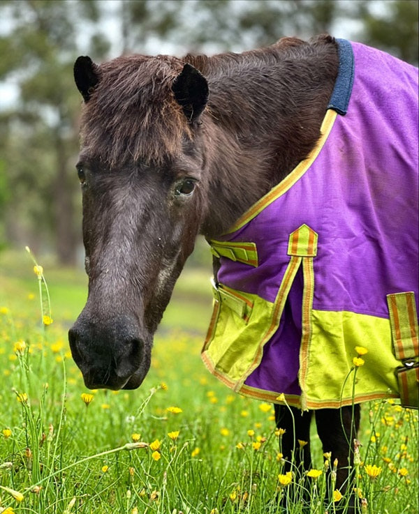 Chocolate on Rose-Hip Vital Equine