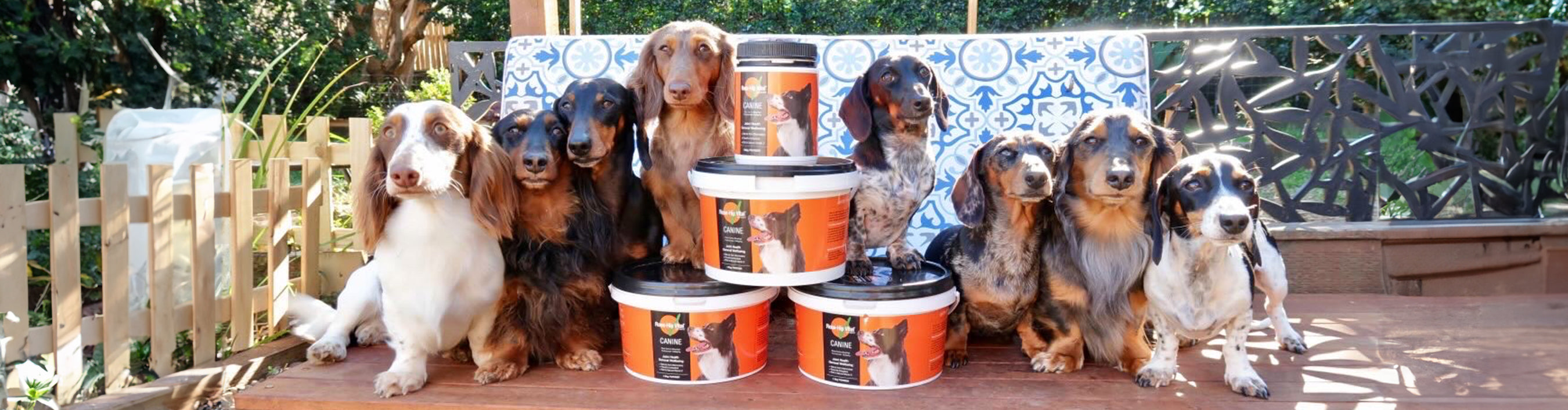 Family of dachshunds thriving without IVDD and posing with tubs of Rose-Hip Vital Canine