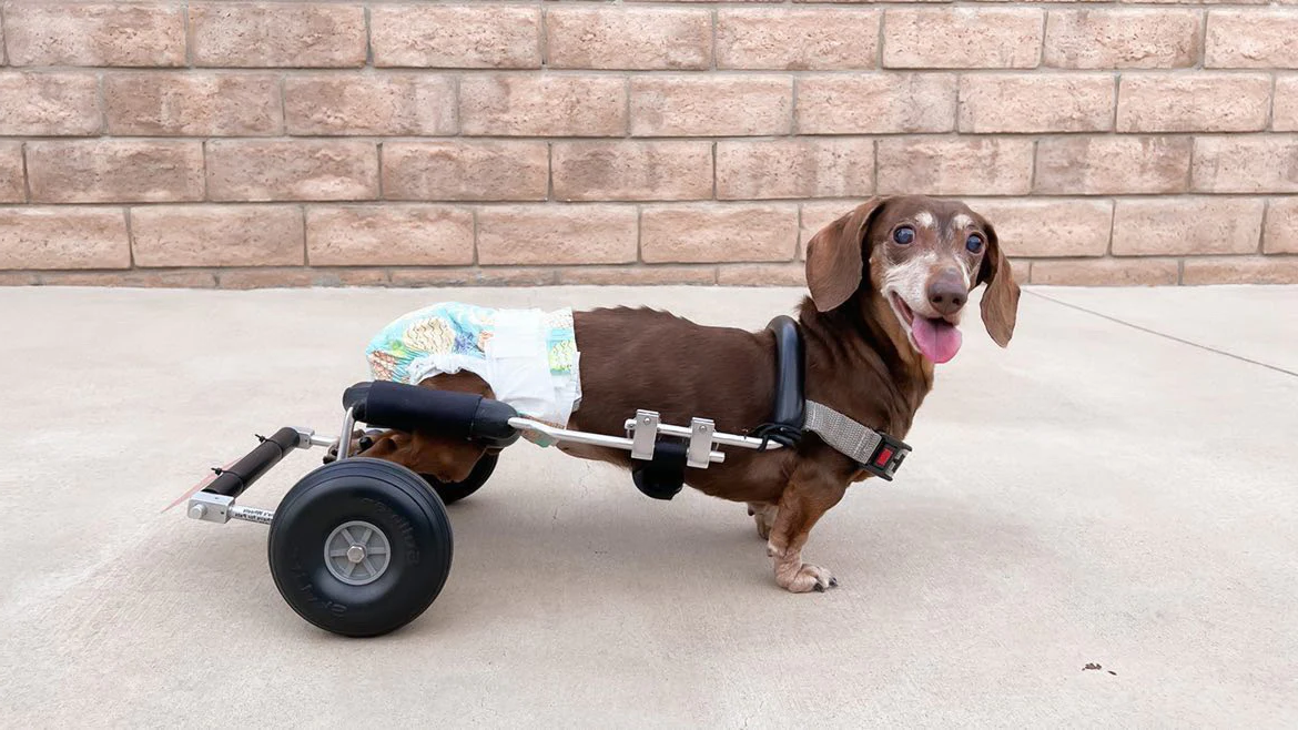 Dachshund Lilo thriving through IVDD in his wheelchair with Rose-Hip Vital Canine