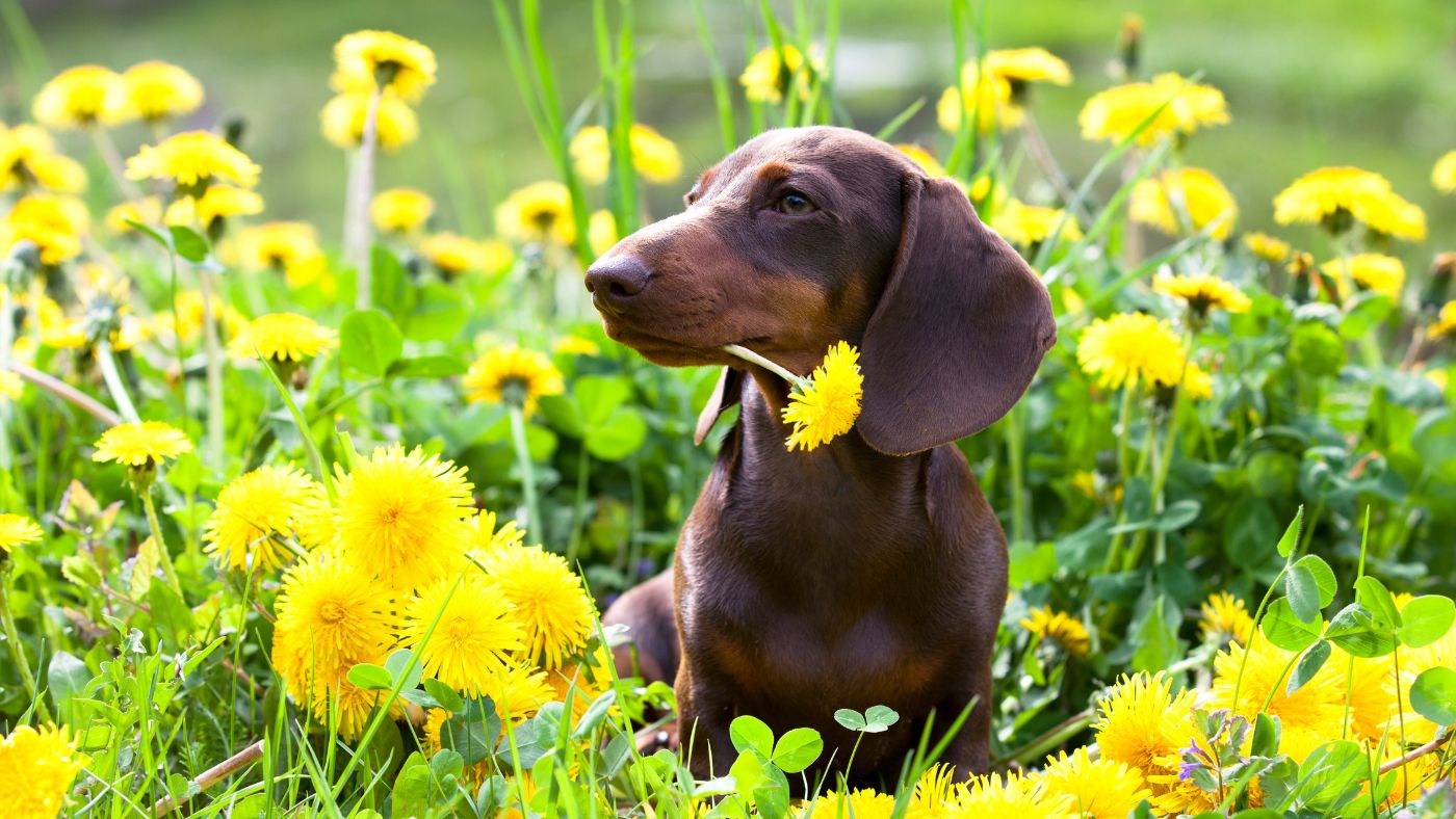 A dachshund poses in a field of yellow flowers with no IVDD pain thanks to Rose-Hip Vital Canine