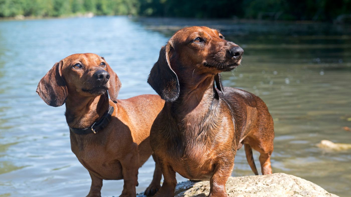 2 happy dachshunds posing by a lake, thriving without IVDD thanks to Rose-Hip Vital Canine