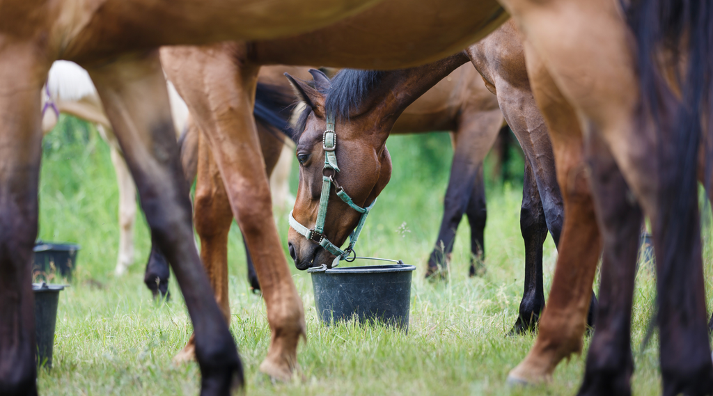 a horse is eating rose-hip vital equine supplement