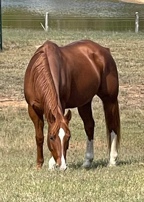 George on Rose-Hip Vital Equine