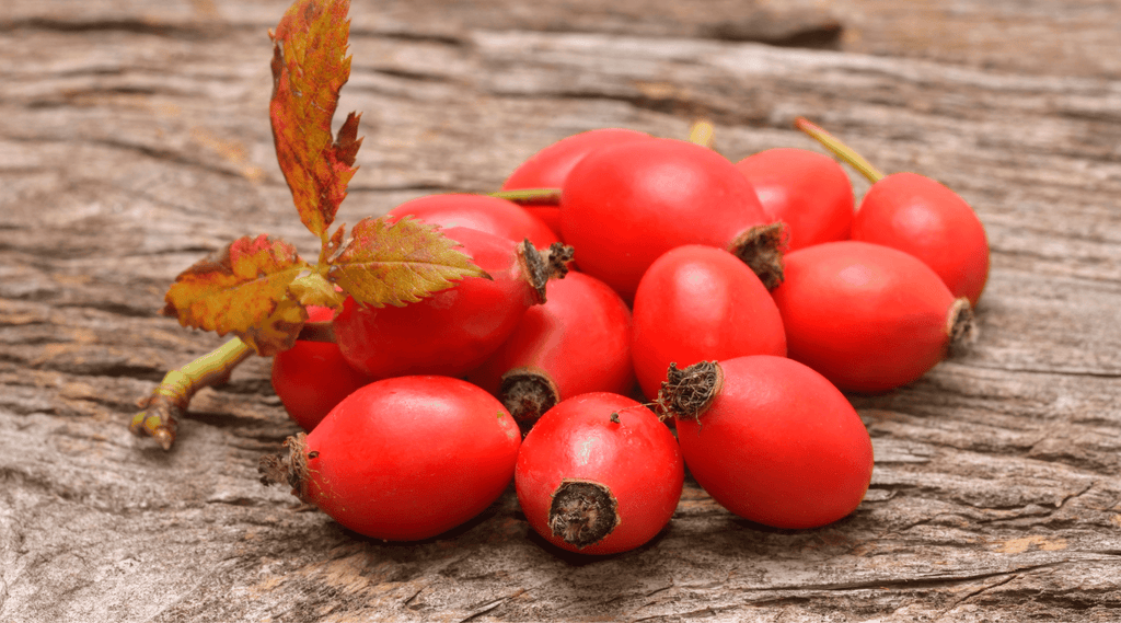 rosa canina rosehips